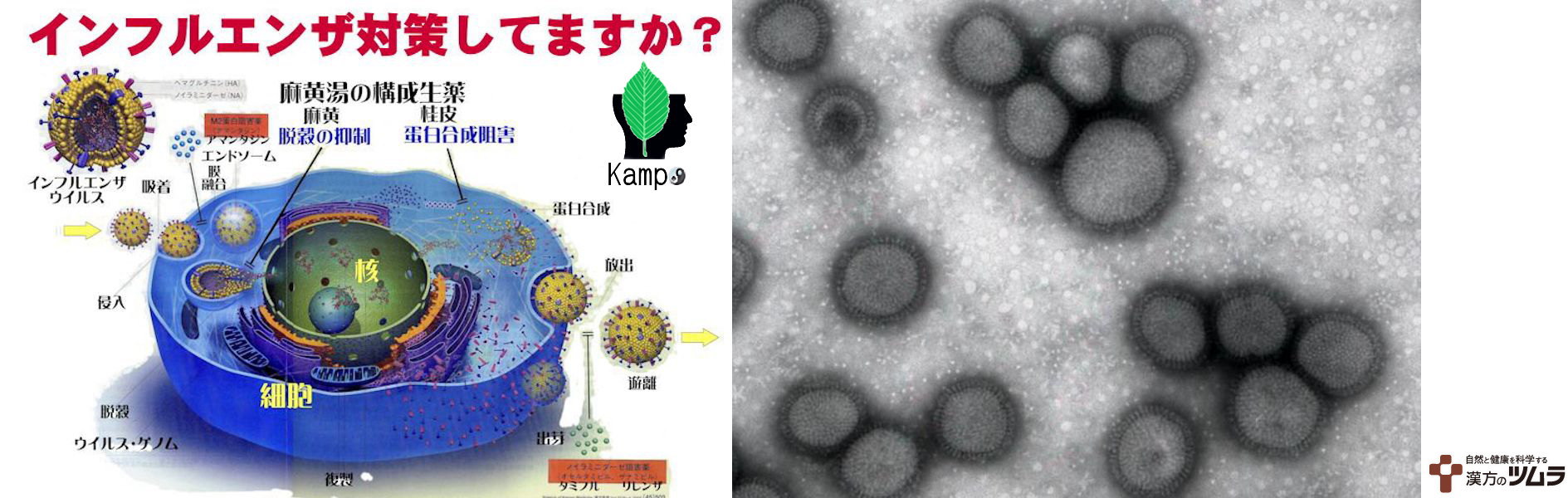 ツムラ 漢方薬